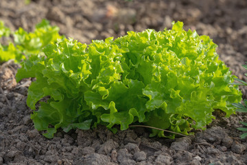 Large green fresh a healthy Bush of lettuce growing in the garden. green organic lettuce in front of sunlight background