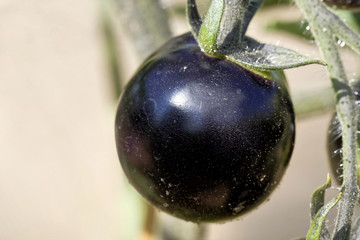Schwarze Tomate