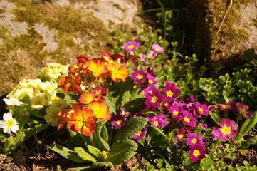 Aufgebl&uuml;hte verschiedenfarbige Primeln