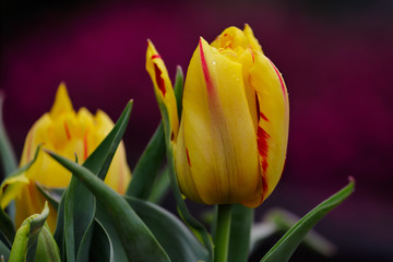 Naklejka premium Close-up of red-yellow tulip flower in the spring garden