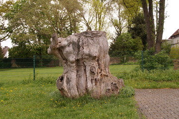 Rest von einem ganz alten Baum