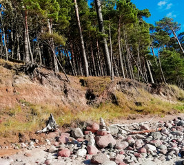 Forest above the sea
