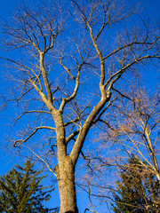 morning sunlight lighting up a tree in early spring