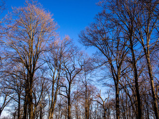 morning sunlight lighting up the trees in early spring