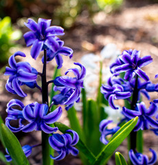 close view of purple hyacinth in the garden in the spring