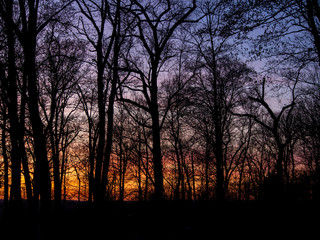 orange and purple sunset in the woods in early spring