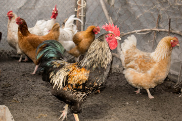 Rooster chicken agriculture livestock trample  coop farm for design background