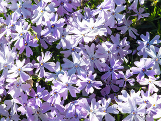 pale purple flowers in the garden in the spring