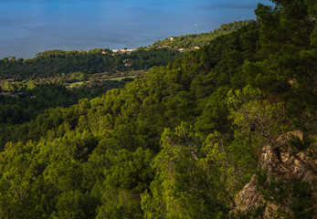 view from above to green forests and the blue sea, sunlit seaside forests; two pines close up on a rock