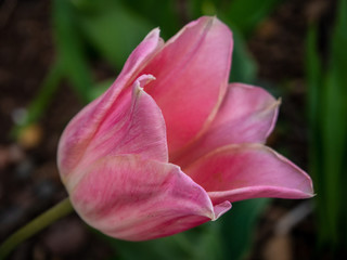 close view of pale pink tulip