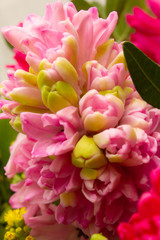 bright spring flowers juicy