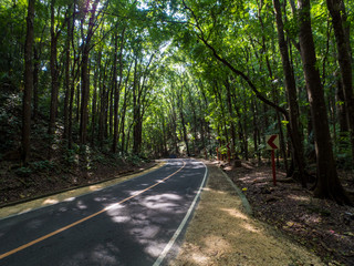Asphalt road in amazing man-made Mahogany forest of Loboc and Bilar at Bohol, Philippines. November, 2018