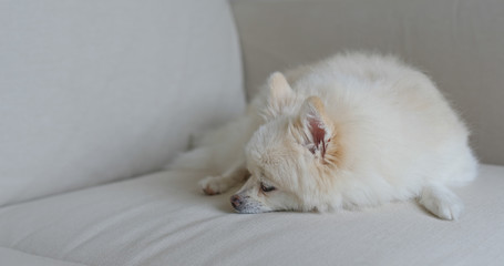 Fototapeta na wymiar Pomeranian dog sleep on sofa