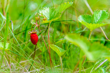 Large oval-shaped strawberries ripened in the forest