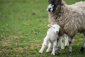 Black faced ewe with nestling lamb