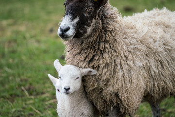 Black faced ewe with  lamb nestling against chest