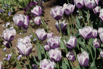 Aufbl&uuml;hende lila Tulpen