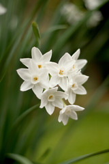 Obraz na płótnie Canvas close up of white flower