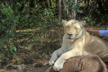 Obraz premium Lion needs Tender, Loving, Care