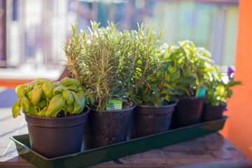 Pots of aromatic plants on outdoor table.