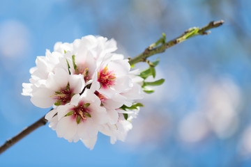 Beautiful spring floral background with blossoming almond branches, bokeh, blurred background and texture