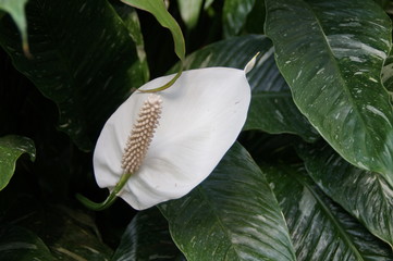 Eine wei&szlig;e aufbl&uuml;hende Bl&uuml;te