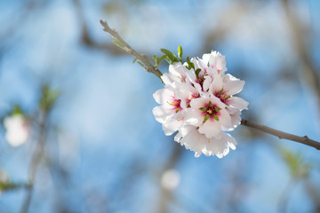 Beautiful spring floral background with blossoming almond branches, bokeh, blurred background and texture, space for text