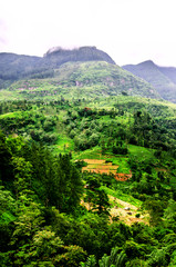 View of the tea plantations of Nuwara Eliya, located in the mountains. Sri Lanka