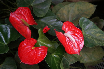 Aufgebl&uuml;hte rote Bl&uuml;ten