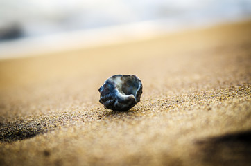 Shell on the sand against the background of the ocean. Kalutara. Sri Lanka