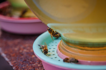 bees on a drinking bowl with sweet water. Feeding of bees during the absence of honey collection. Bees close-up on a jar of water and yellow syrup.
