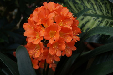 Eine orangefarbene Bl&uuml;te