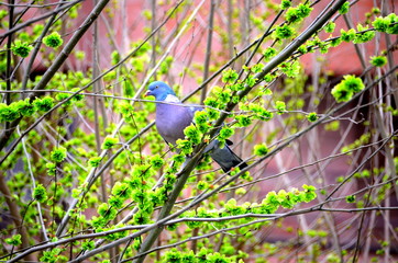 Dove on the tree