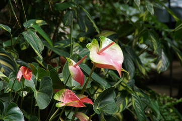 Aufbl&uuml;hende mehrfarbige Bl&uuml;te.
