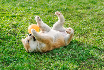 Funny Akita Inu puppy, 8 weeks old female, playing with a ball in a meadow, roll around on its back and exposes its belly