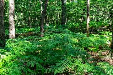 Fototapeta premium Forest landscapes concept: Beautiful green fern in the forest between trees.