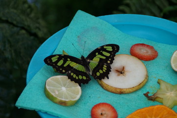 Mit Früchten angelockter Schmetterling