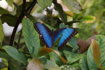Blauschwarzer Schmetterling auf gr&uuml;nen Bl&auml;ttern