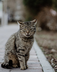 Naklejka premium kot