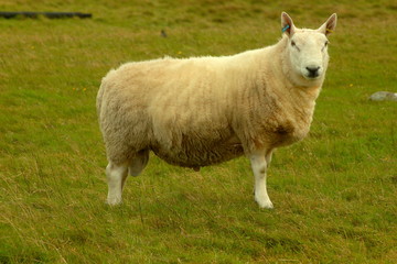 Obraz na płótnie Canvas Shetland sheep