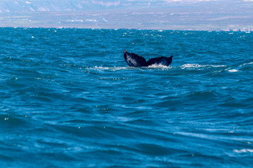 Naklejka premium Humpback whale tail on Husavik Iceland