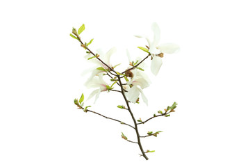 Beautiful blooming magnolia flowers on white background