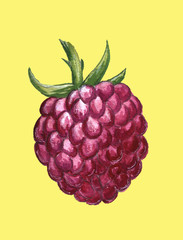 raspberry berry food summer hand drawn illustration 