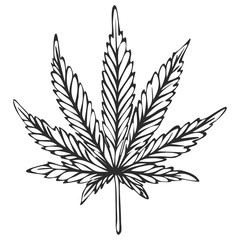 Hand drawn cannabis sketch, vector