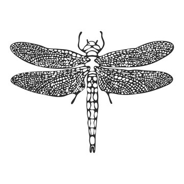 Line art dragonfly sketch, vector