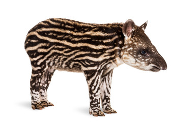 Month old Brazilian tapir standing in front of white background - obrazy, fototapety, plakaty