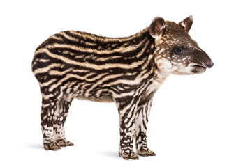 Month Old Brazilian Tapir Standing