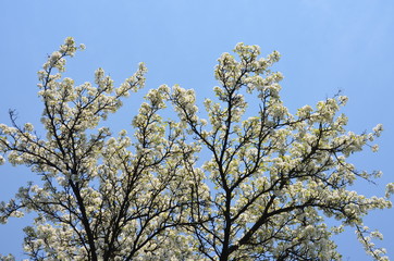 Branches with white pear tree flowers in full bloom towards clear blue sky in a garden in a  sunny spring day, floral background