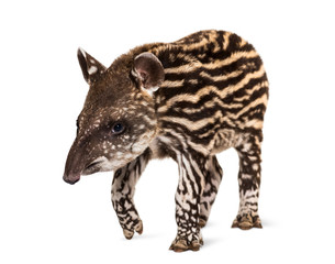 Obraz na płótnie Canvas Month old Brazilian tapir standing in front of white background