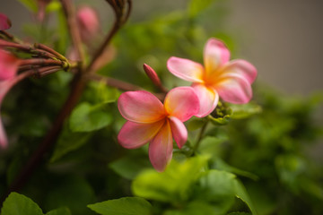 tender pink frangipani flowers on green background in tropical garden in Bali
